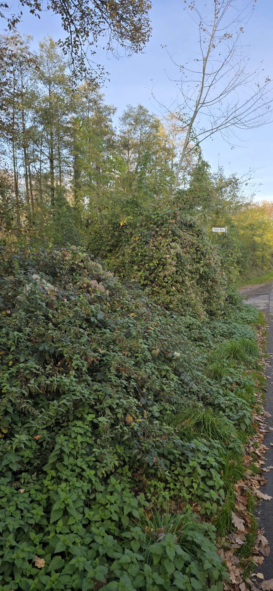 Bild zu gemeldetem Anliegen vom *2025-11-11 16:59:24