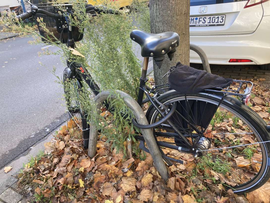 Bild zu gemeldetem Anliegen vom *2025-11-10 13:25:26