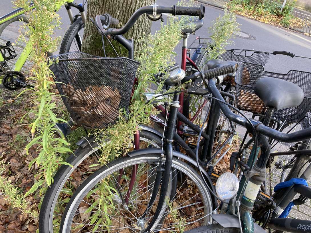 Bild zu gemeldetem Anliegen vom *2025-11-10 13:22:00