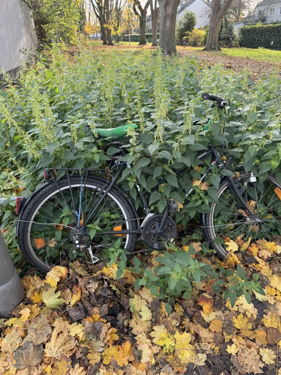 Bild zu gemeldetem Anliegen vom *2025-11-14 12:35:01