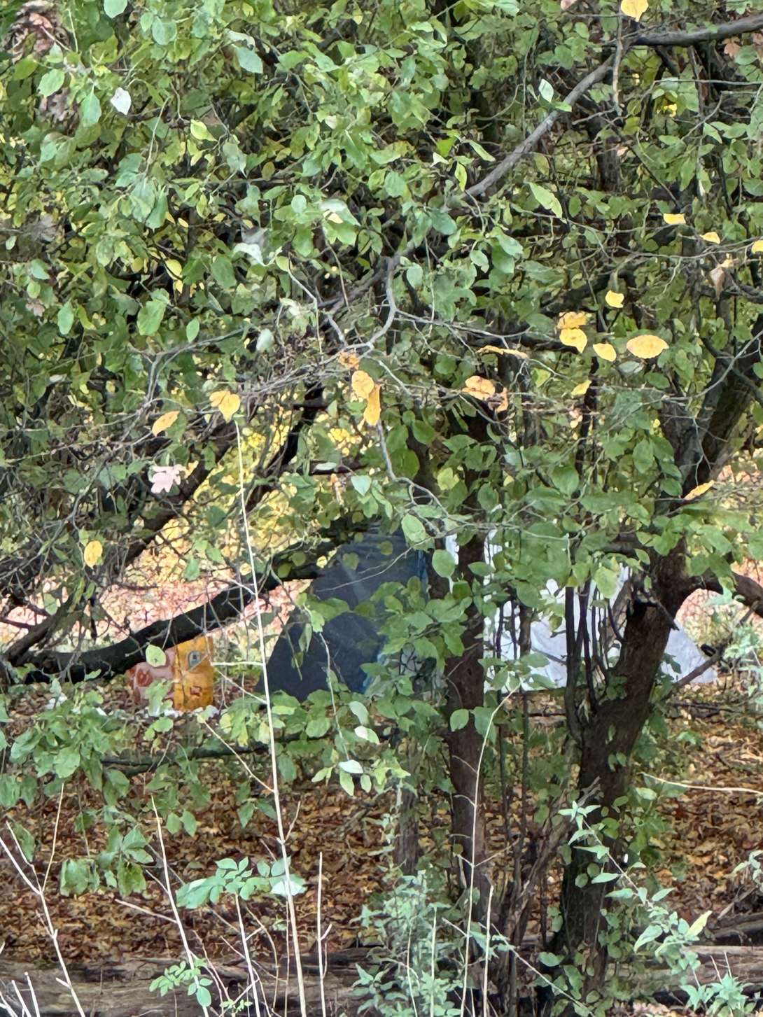 Bild zu gemeldetem Anliegen vom *2025-11-04 06:52:45