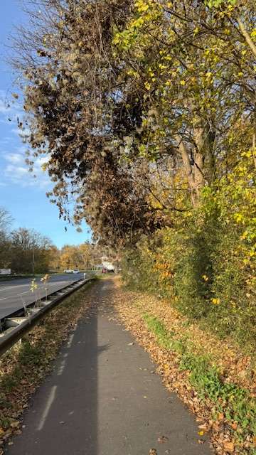 Bild zu gemeldetem Anliegen vom *2025-11-16 10:31:39