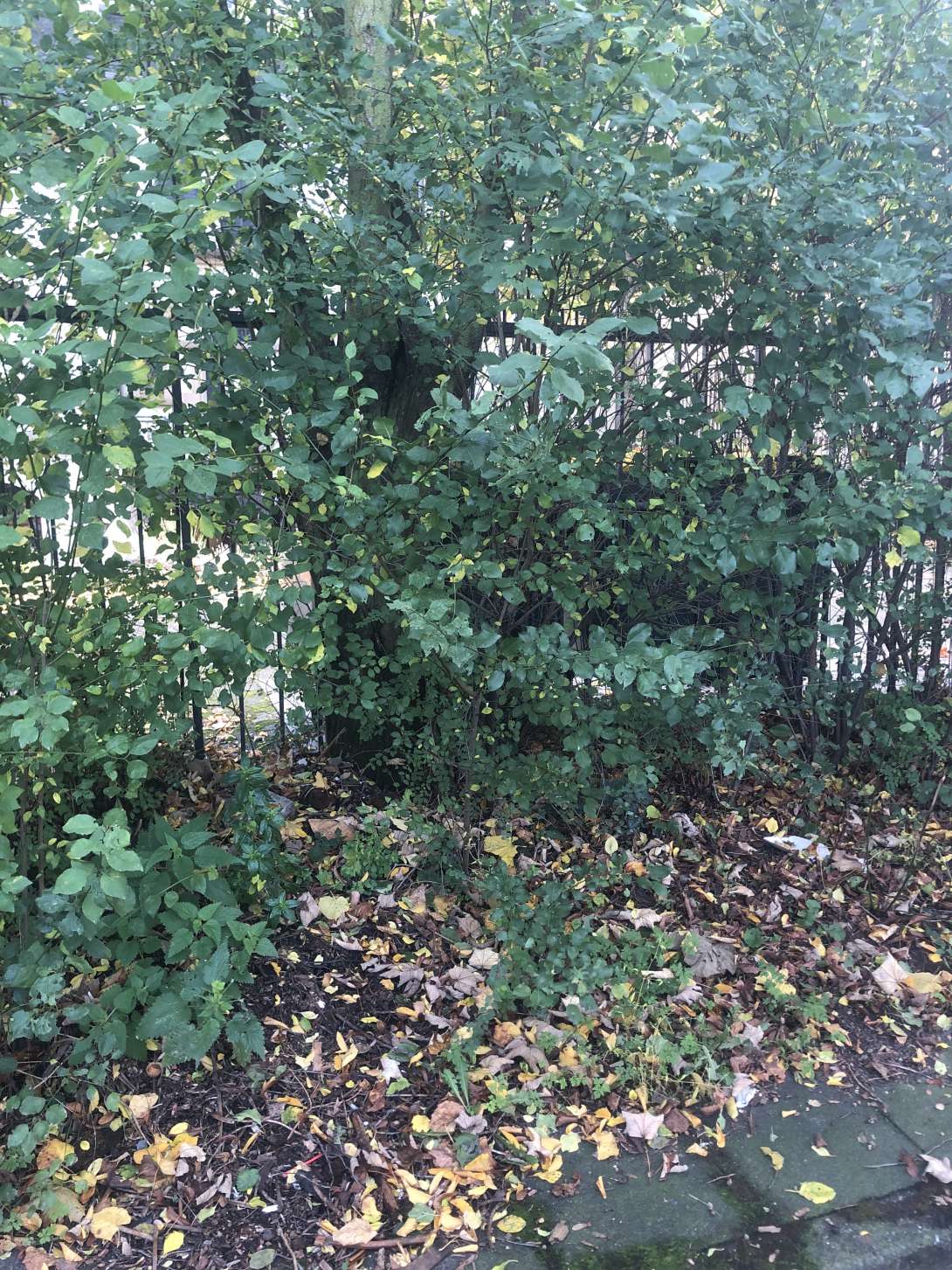 Bild zu gemeldetem Anliegen vom *2025-11-04 15:07:10