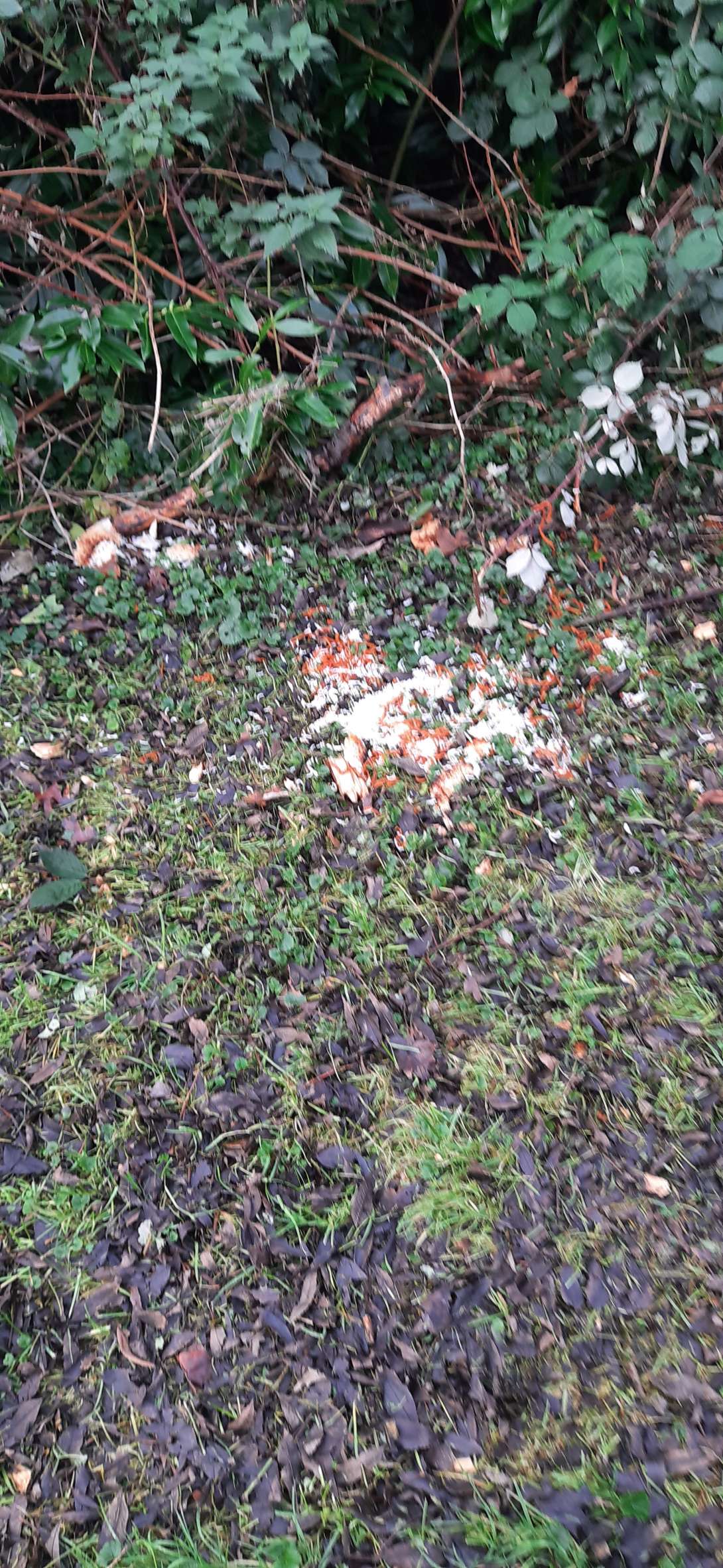 Bild zu gemeldetem Anliegen vom *2025-12-08 07:15:41