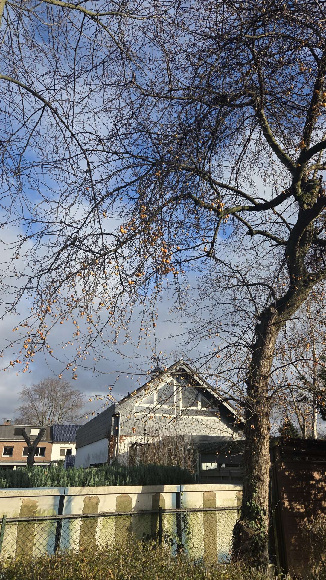 Baum mit Vogeläpfeln *2025-12-14 12:30:11