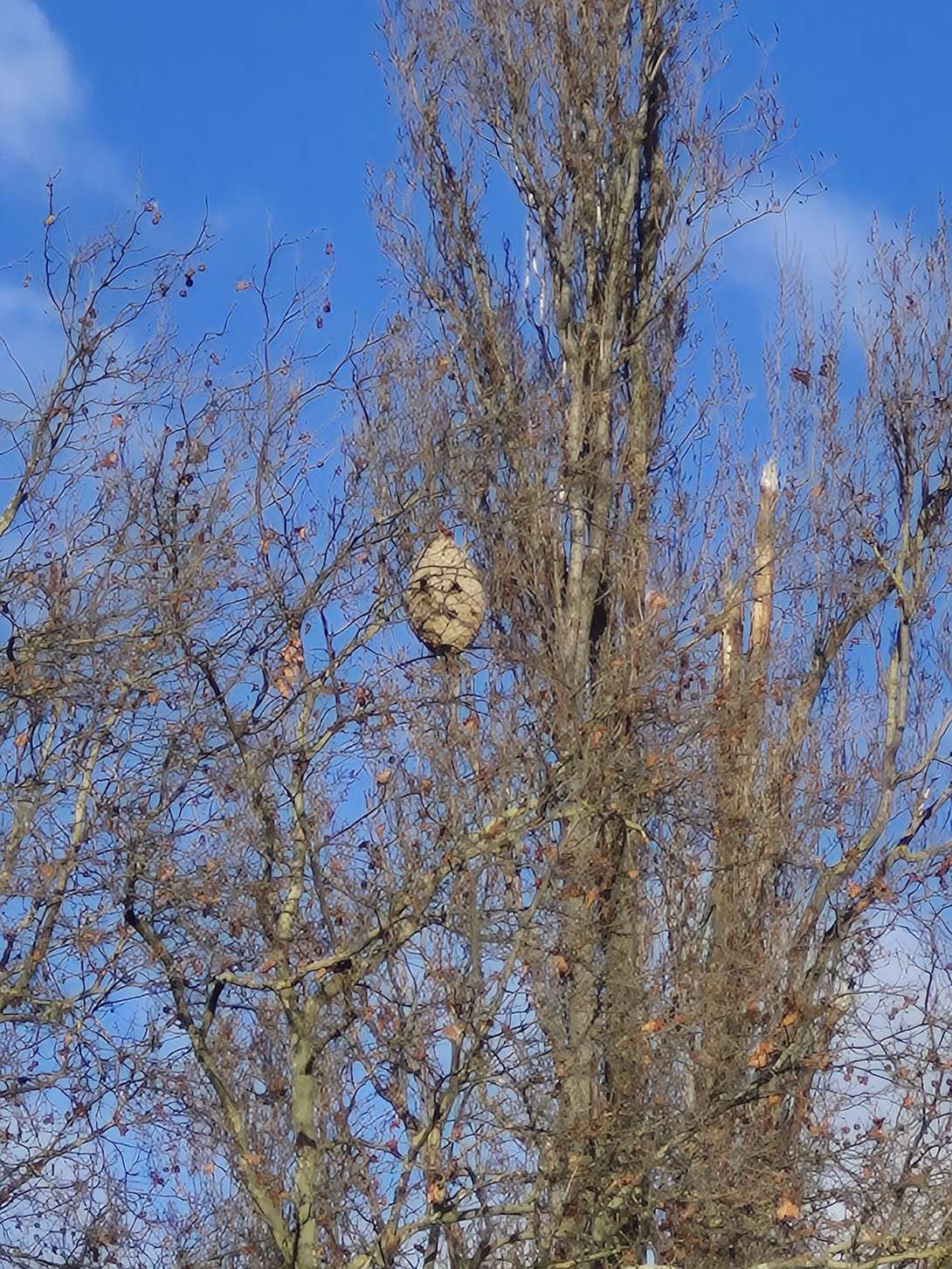 Bild zu gemeldetem Anliegen vom *2025-12-24 09:31:26