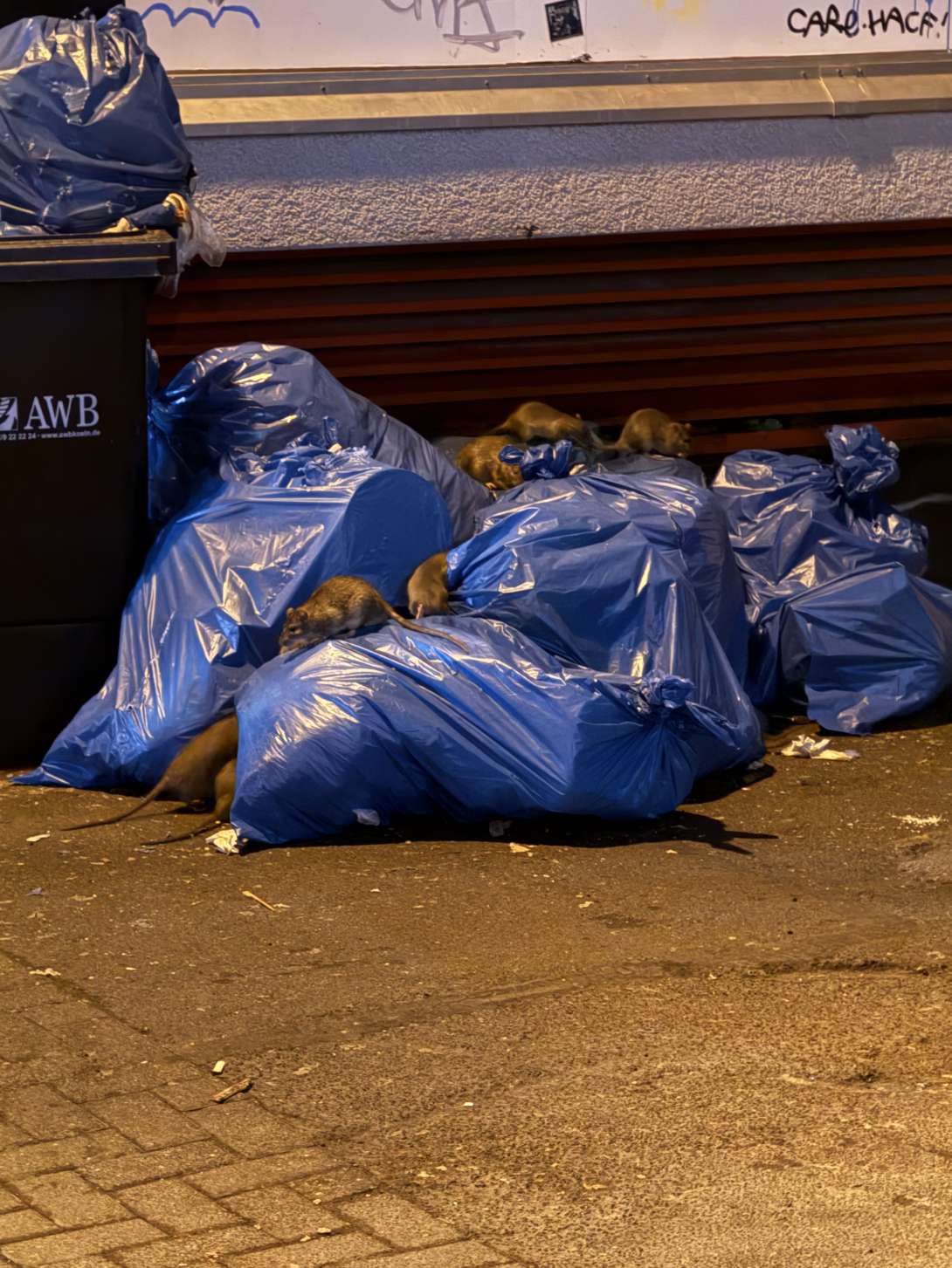 Bild zu gemeldetem Anliegen vom *2025-12-27 06:35:21