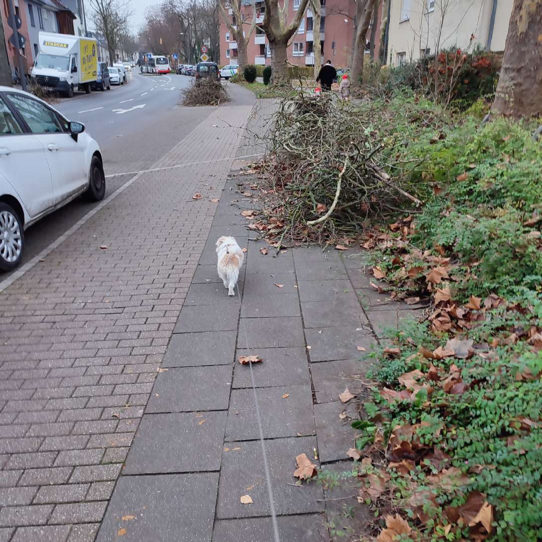 Schnittgut auf dem Gehweg 