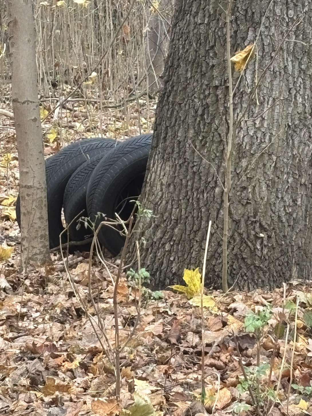 Bild zu gemeldetem Anliegen vom *2025-12-06 09:27:37