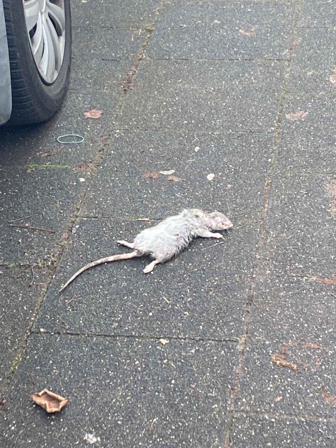 Bild zu gemeldetem Anliegen vom *2025-12-09 14:11:17