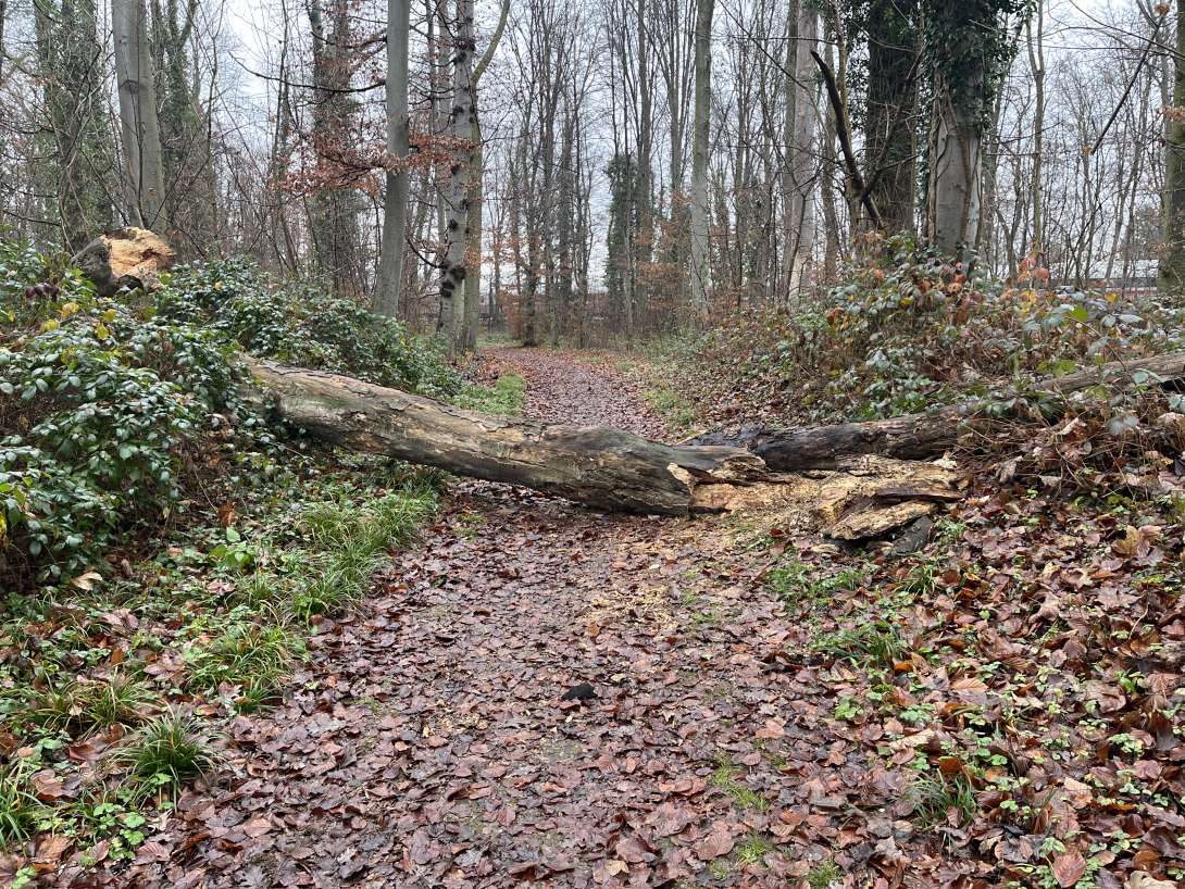 Bild zu gemeldetem Anliegen vom *2025-12-20 11:54:37