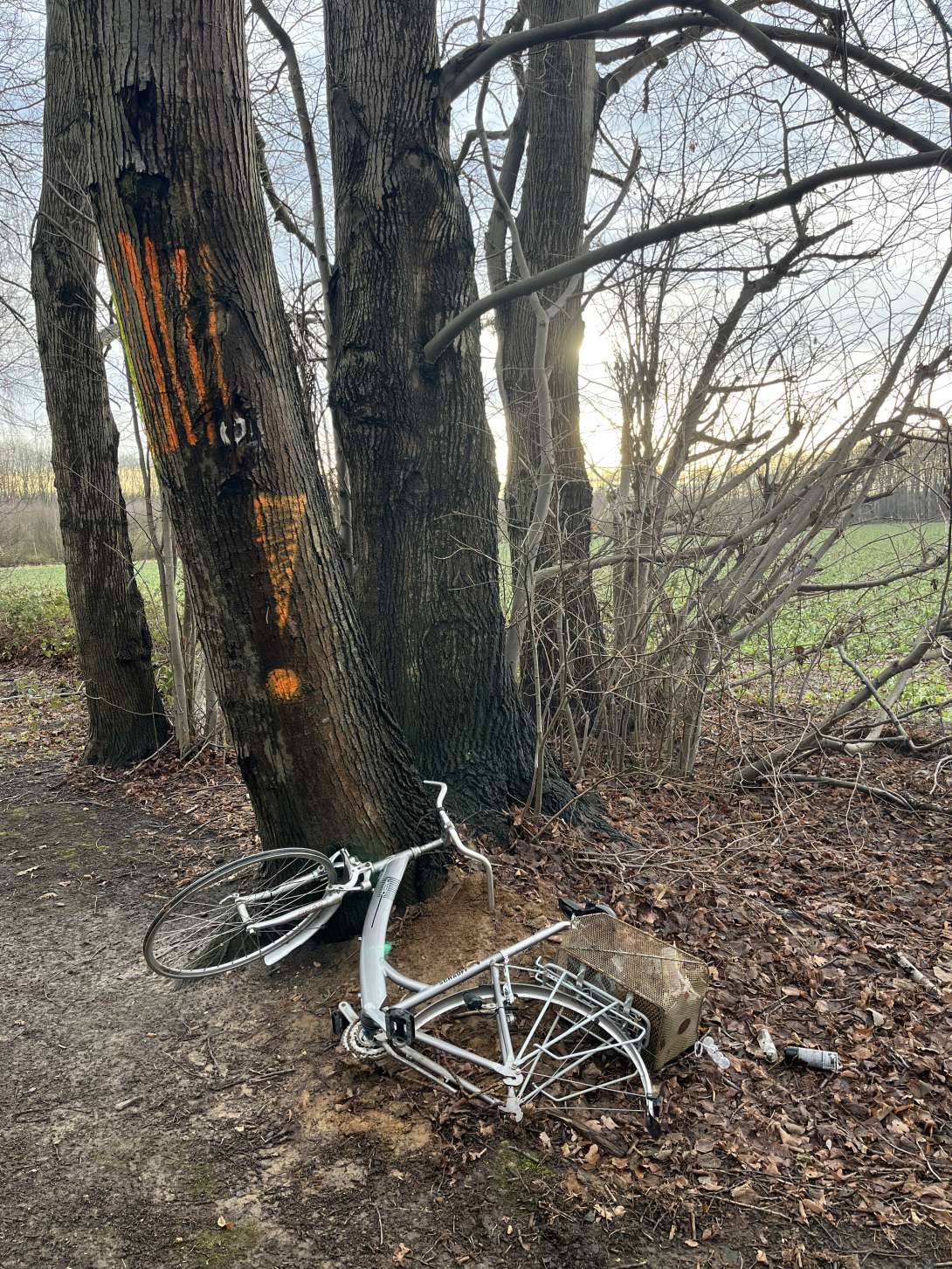 Bild zu gemeldetem Anliegen vom *2026-01-13 15:30:23